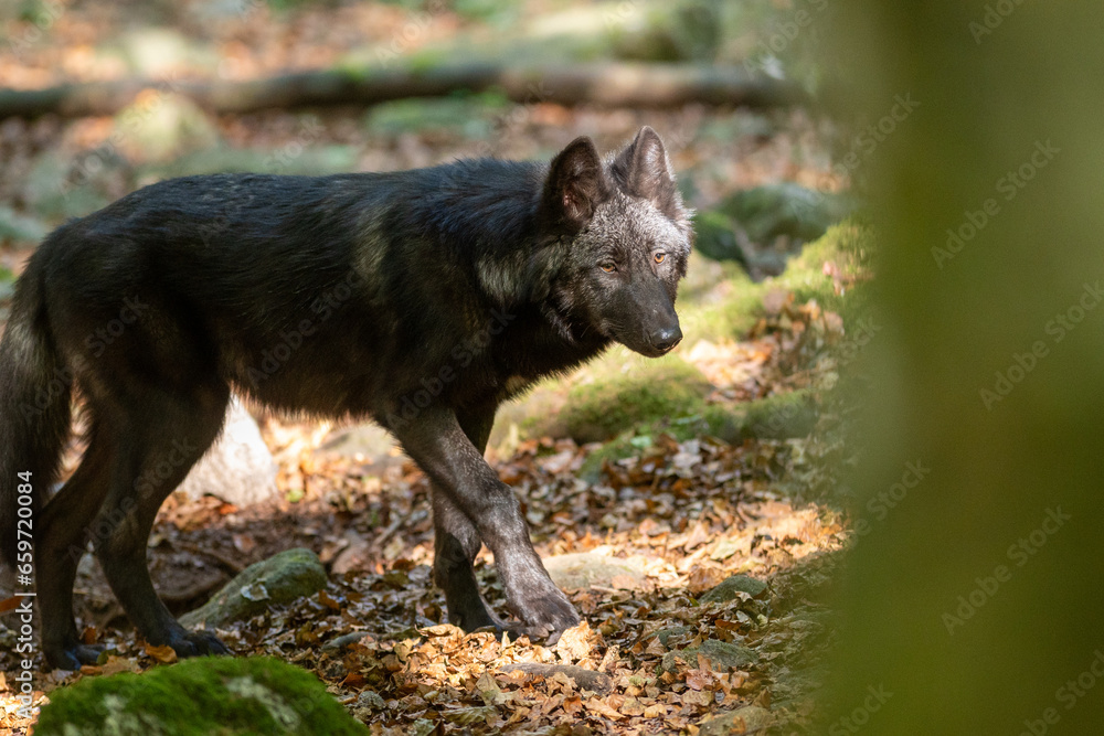 American Wolves in the Orlu National Wildlife Reserve, in Ariège, the Maison des Loups in France American Wolves in the Orlu National Wildlife Reserve, in Ariège, the Maison des Loups in France