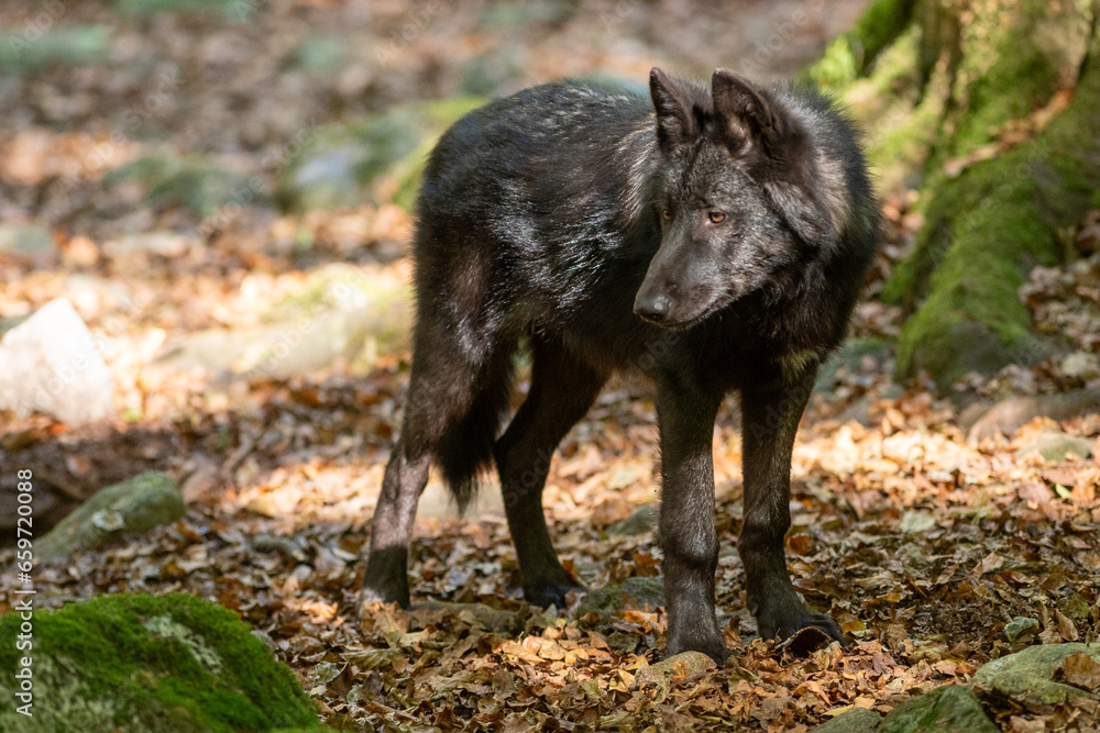 custom made wallpaper toronto digitalAmerican Wolves in the Orlu National Wildlife Reserve, in Ariège, the Maison des Loups in France