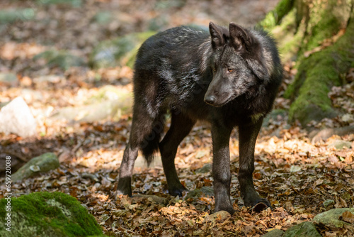 Wallpaper Mural American Wolves in the Orlu National Wildlife Reserve, in Ariège, the Maison des Loups in France Torontodigital.ca