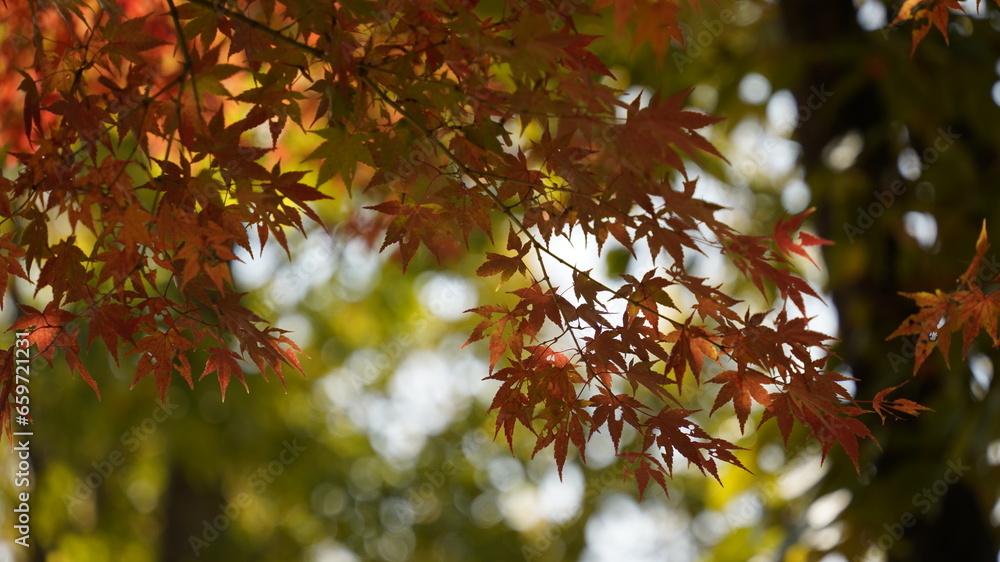 Autumn scenery at Suncheon Bay National Garden in Korea Autumn scenery at Suncheon Bay National Garden in Korea