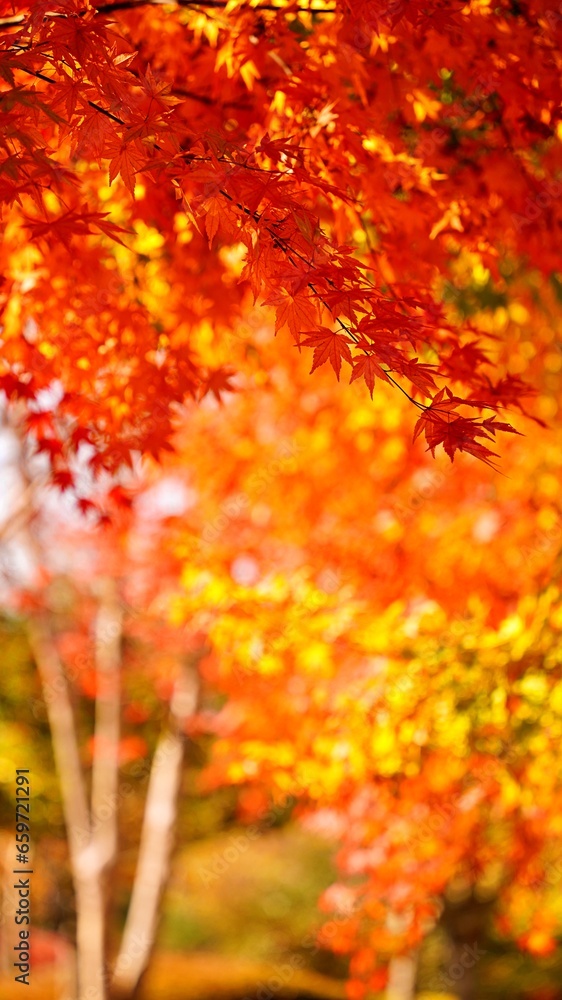 Autumn scenery at Suncheon Bay National Garden in Korea