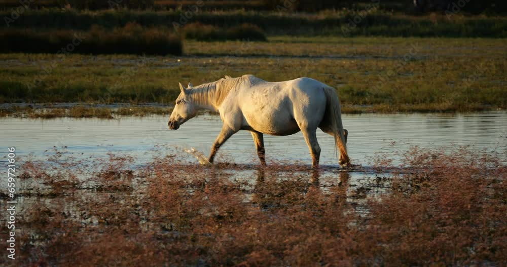 White Camargue horses, Camargue, France White Camargue horses, Camargue, France