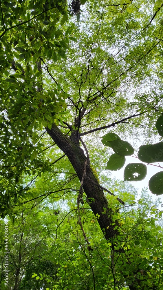 Fototapeta premium beautiful nature forest tree leaf