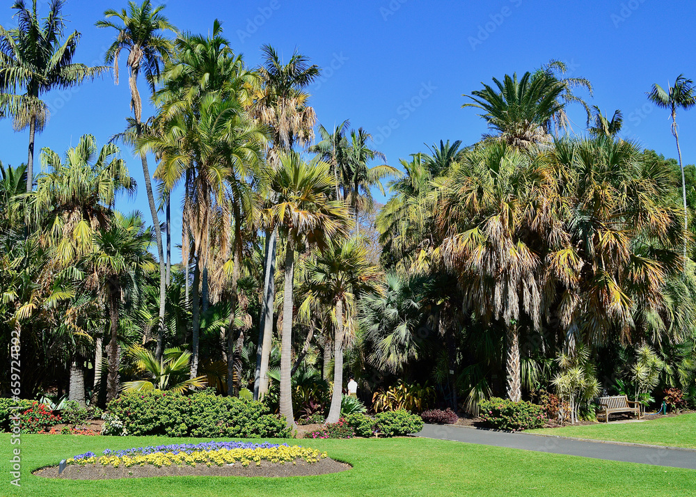 A view in the Royal Botanic Garden in Sydney, Australia