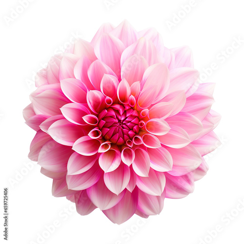 pink dahlia isolated on transparent background Remove png  Clipping Path