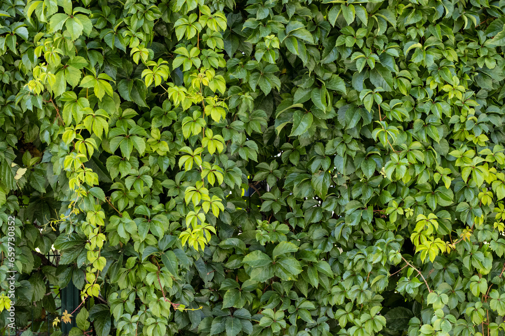 Garden wall covered with ivy, backgorund, texture, pattern Garden wall covered with ivy, backgorund, texture, pattern