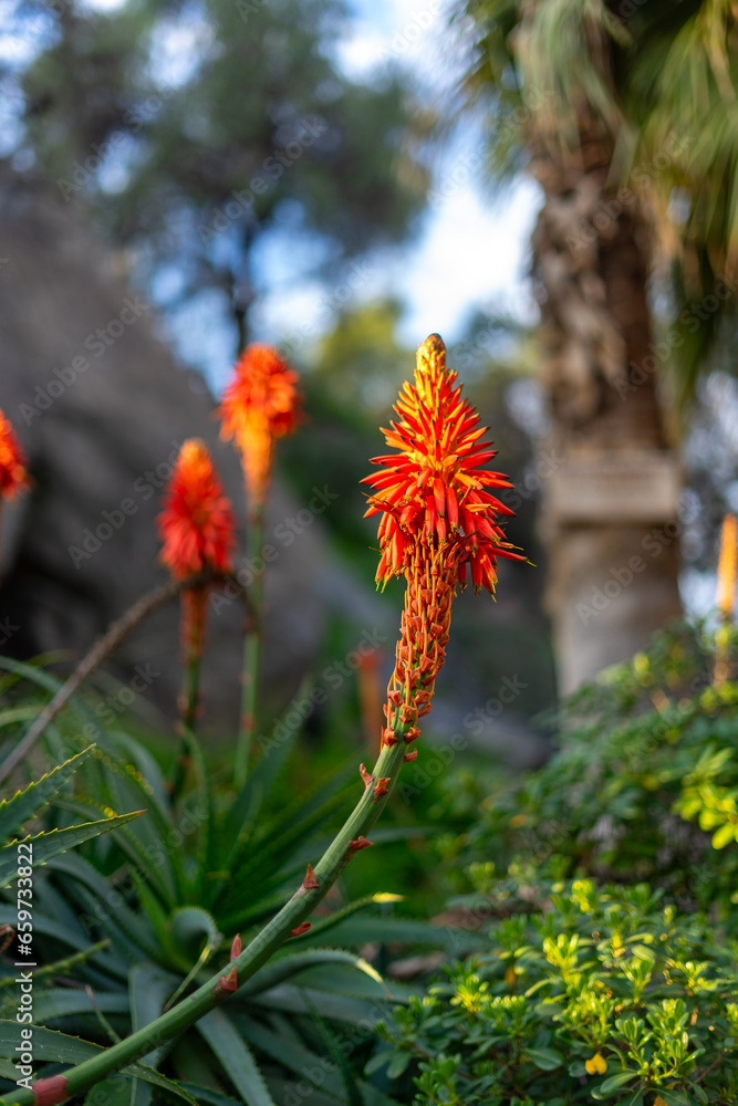 Flores na cidade