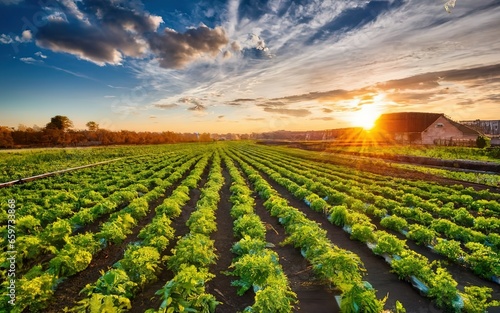 Field agriculture farming over sunset concept industry photo