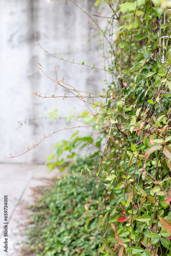 An ivy with green leaves found in the garden. An ivy with green leaves found in the garden.