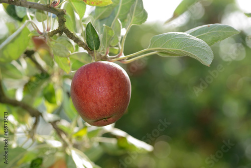 Braeburn apples