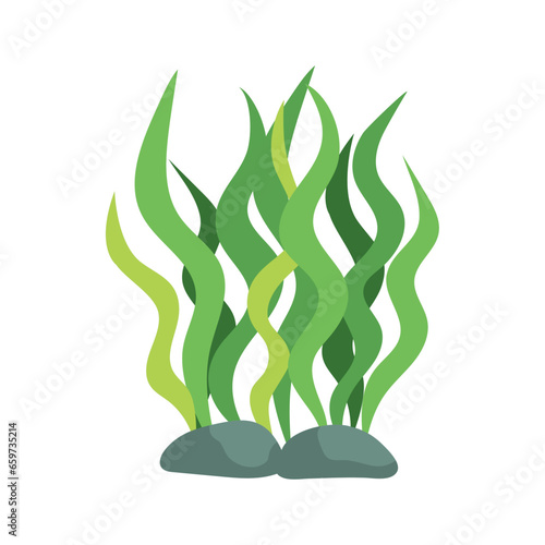 sea life algae and stones