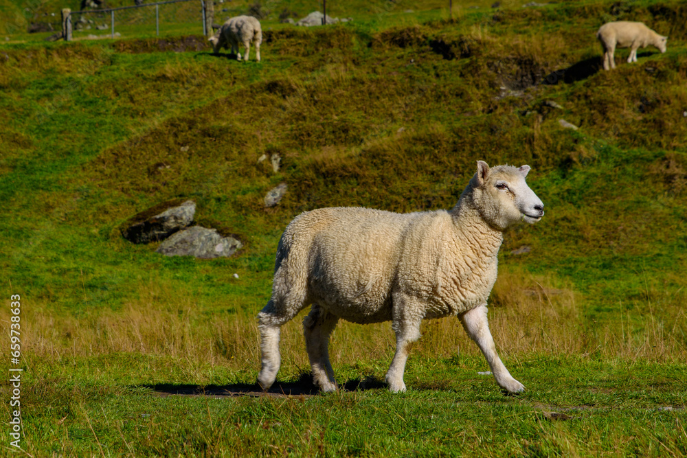 Obraz premium A smiling sheep on grass field in New Zealand