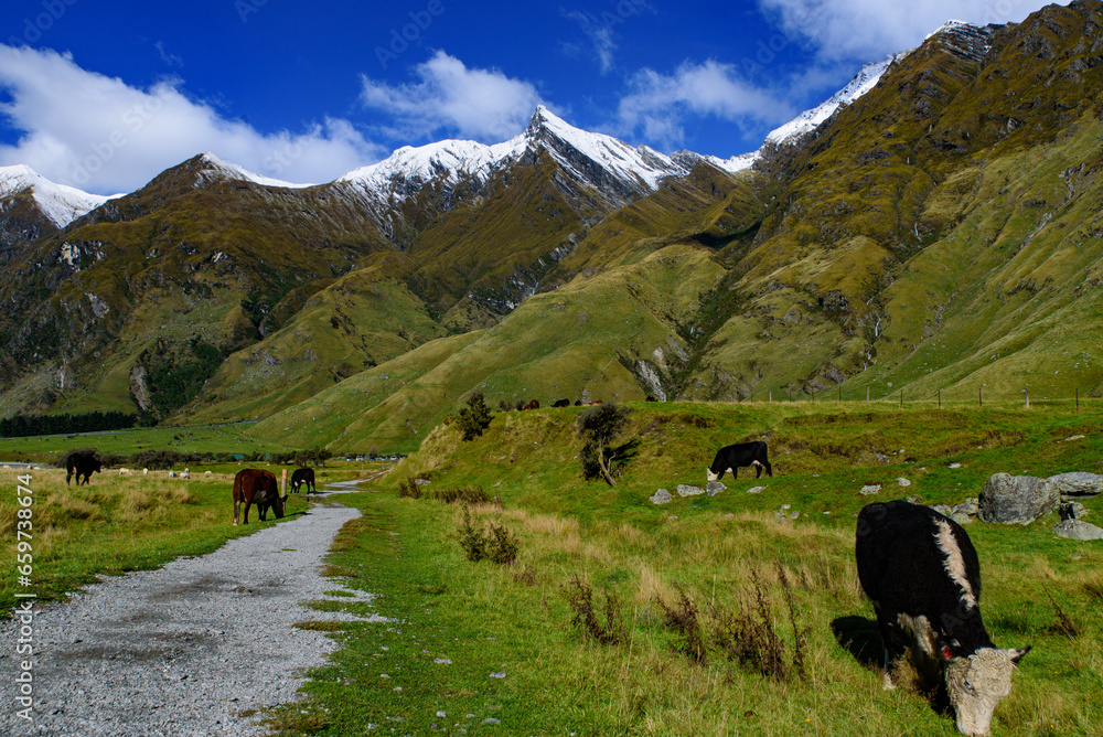 Cattle grazing on grass field in Mount Aspiring National Park, South Island, New Zealand
