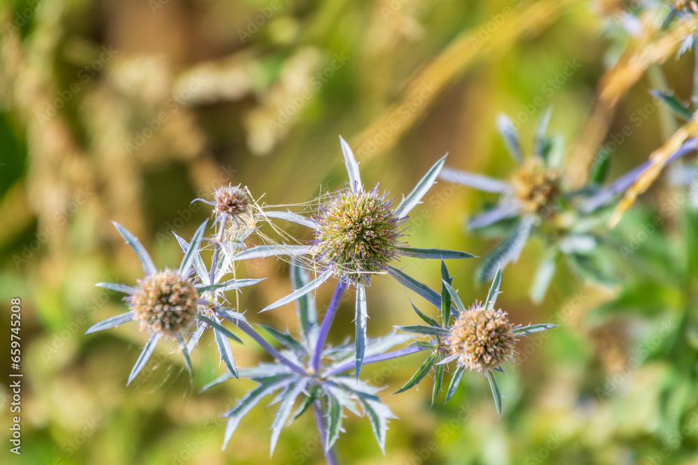 Eryngium Planum Or Blue Sea Holly - Flower Growing On Meadow. Wild Herb Plants. Eryngium Planum Or Blue Sea Holly - Flower Growing On Meadow. Wild Herb Plants.