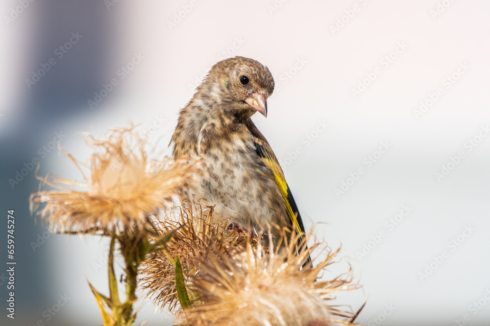 European goldfinch with juvenile plumage, feeding on the seeds of thistles. Carduelis carduelis. European goldfinch with juvenile plumage, feeding on the seeds of thistles. Carduelis carduelis.