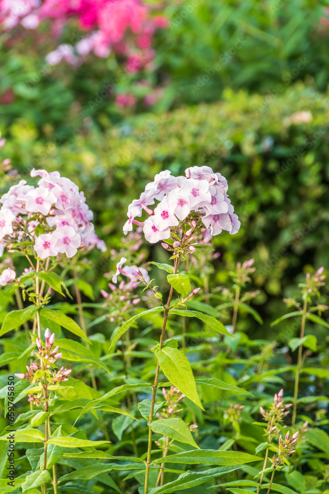 Pink phlox flowers. Phlox paniculata. Flowering herbaceous plants. Blooming phlox paniculata in the garden Pink phlox flowers. Phlox paniculata. Flowering herbaceous plants. Blooming phlox paniculata in the garden