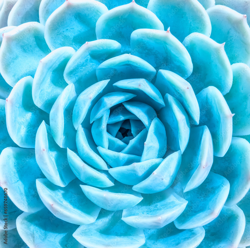 Natural background Cactus succulent plant Natural background Cactus succulent plant