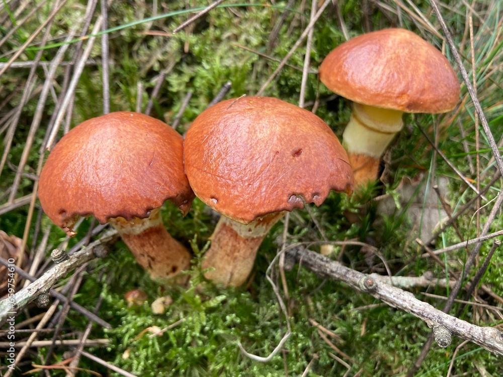 Junge Butter,pilze wachsen im Wald auf einer Wiese mit Moos Junge Butter,pilze wachsen im Wald auf einer Wiese mit Moos