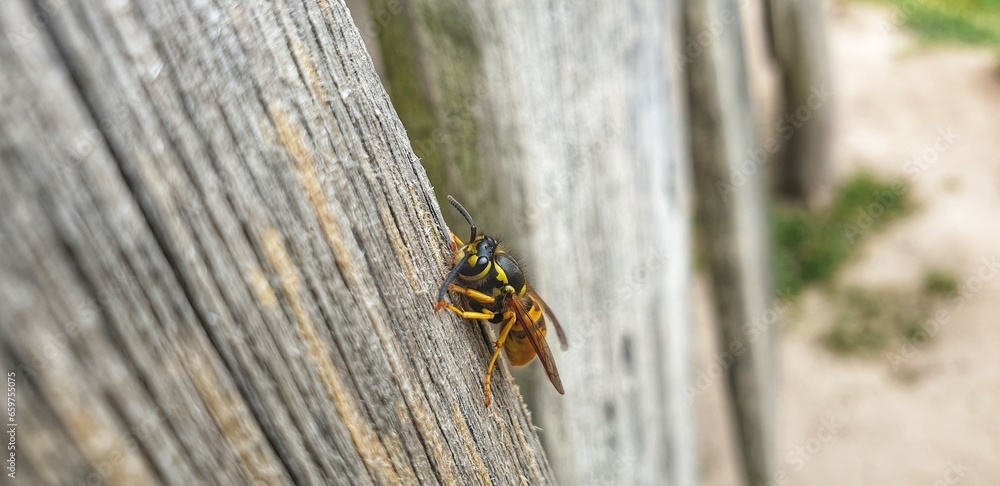 Aggresive Wespe sucht Holz für den Nestbau Aggresive Wespe sucht Holz für den Nestbau