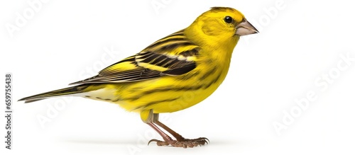 Male siskin isolated on white background