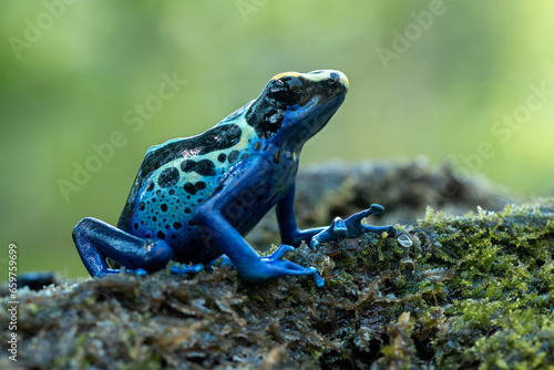 The Dyeing Poison Dart Frog (Dendrobates tinctorius).