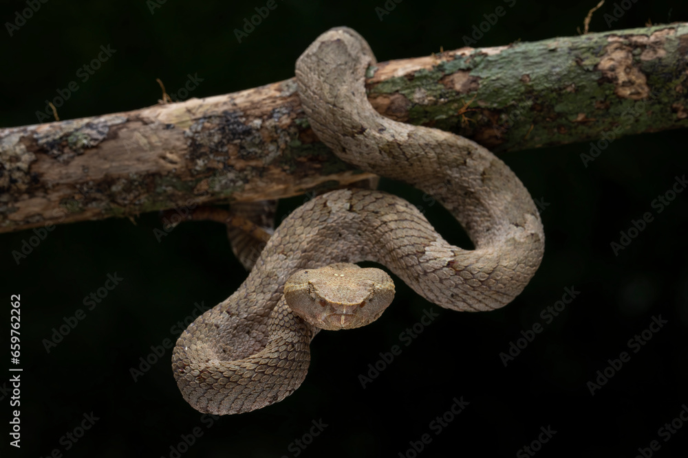 Obraz premium Trimeresurus or Craspedocephalus puniceus (Flat Nosed Pitviper) found in Indonesia, camouflaged with tree branch.