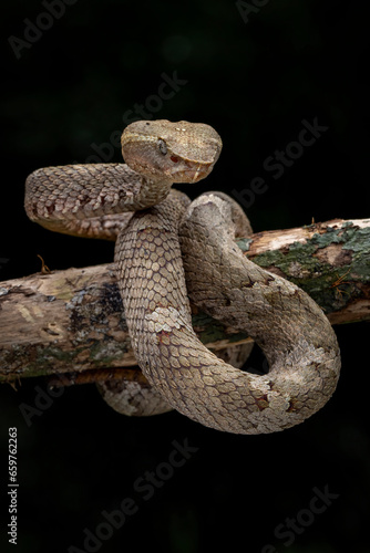 Trimeresurus or Craspedocephalus puniceus (Flat Nosed Pitviper) found in Indonesia, camouflaged with tree branch.