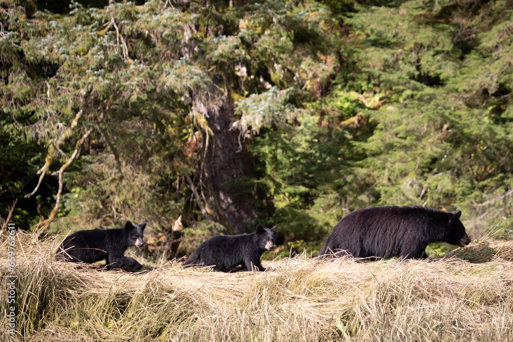 Black bear family consisting of mom and two cubs are walking along a grassy embankment on a hot summer day, near Khutze Inlet, British Columbia Black bear family consisting of mom and two cubs are walking along a grassy embankment on a hot summer day, near Khutze Inlet, British Columbia