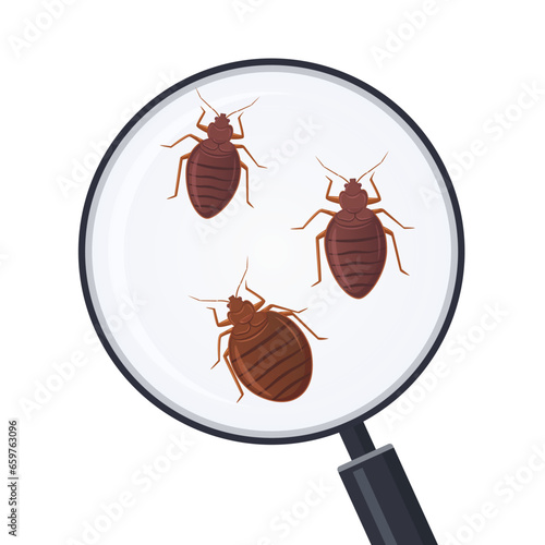 Vector illustration of bed bugs zoom photo