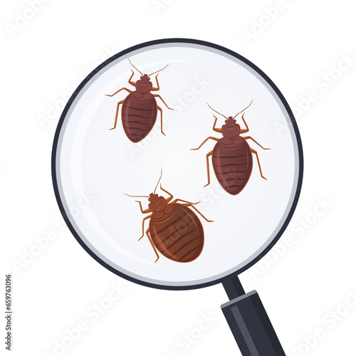 Vector illustration of bed bugs zoom