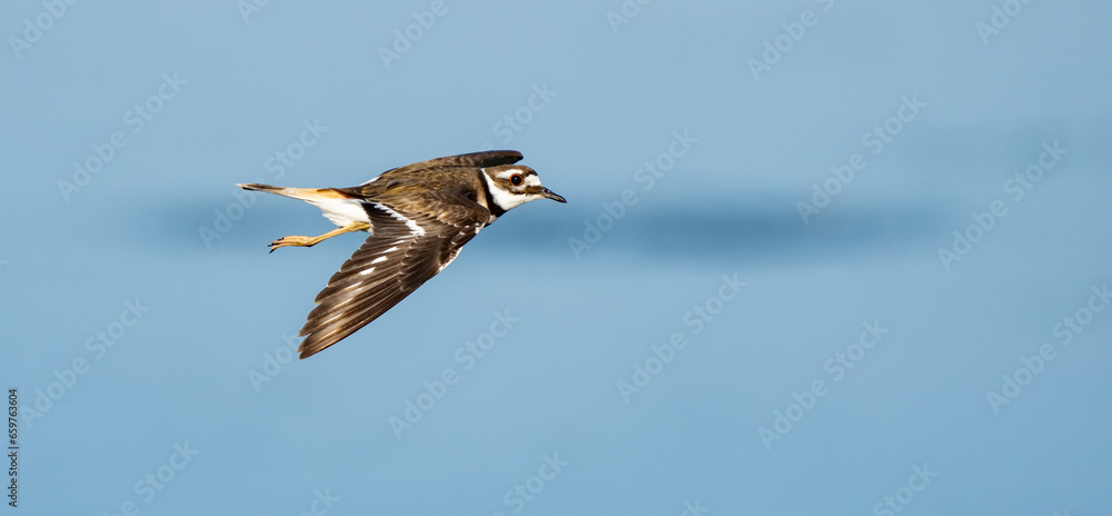 Fototapeta premium Close-up of killdeer in flight over blue marsh pond