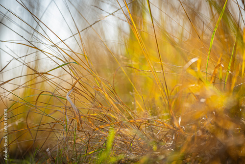 Eine Wiese mit schönen Farben des Herbstes. photo