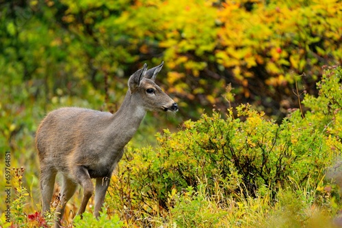 Black-Tailed Deer doe near Mt. Rainier