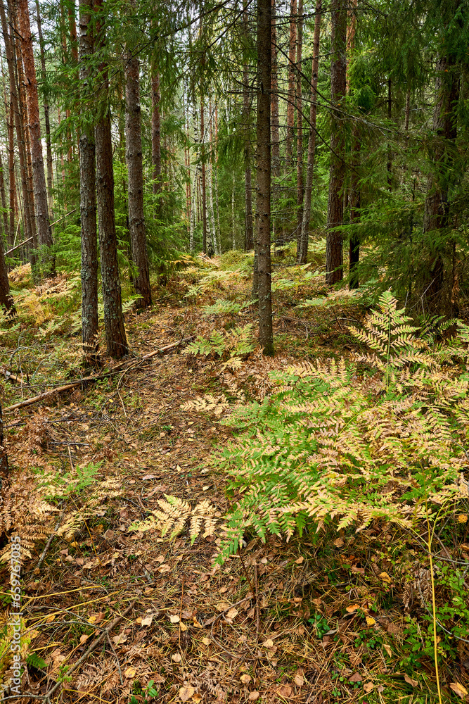 ferns in forest in autumn