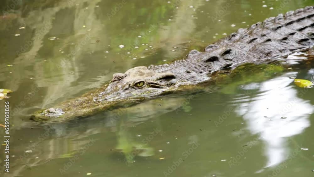Scaly crocodile body with eyes peering above water cuts diagonally across rock wall reflection shimmering in water Scaly crocodile body with eyes peering above water cuts diagonally across rock wall reflection shimmering in water