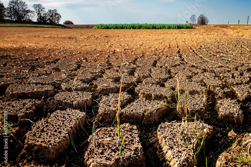 Wilted crops and parched soil on a farm in prolonged drought due to climate change.