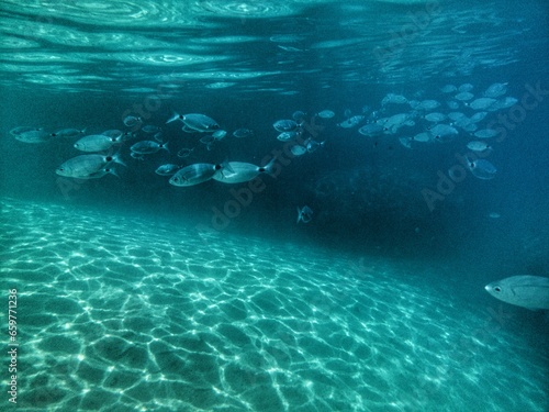 vue sous-marine - poissons entre deux eaux