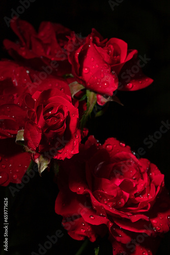 Fototapeta Naklejka Na Ścianę i Meble -  flower petals in water drops after rain, roses in the garden 