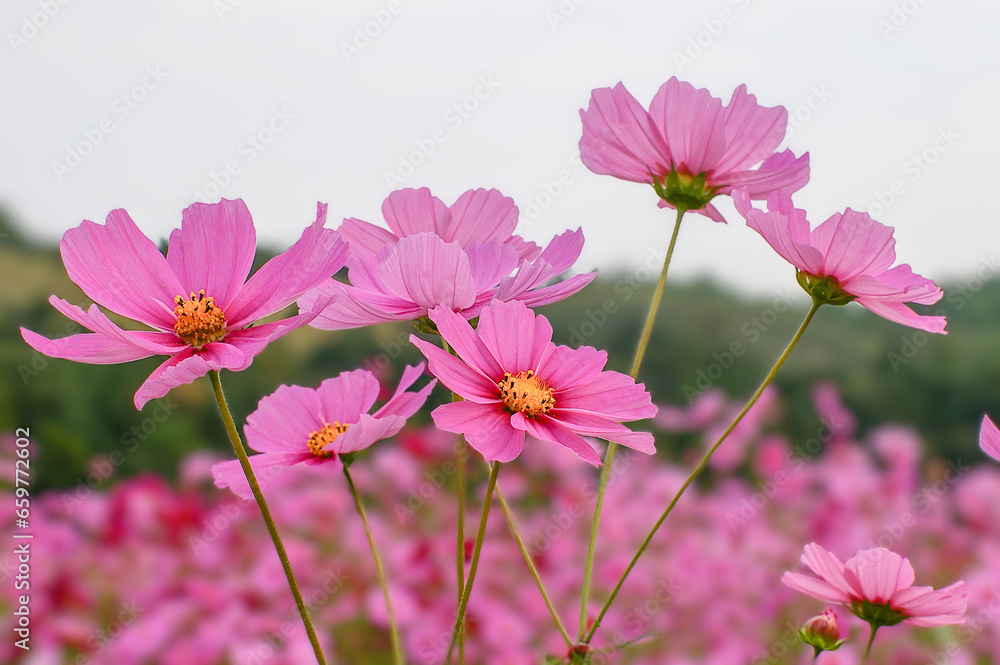 秋の空に向かって咲くコスモスの花