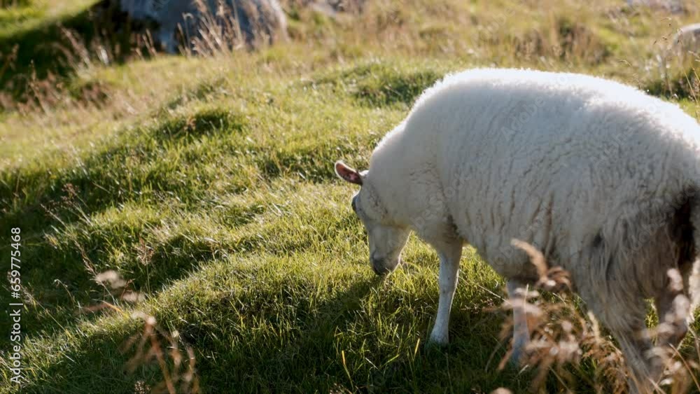A Pasturing Sheep On Green Grass Field A Pasturing Sheep On Green Grass Field
