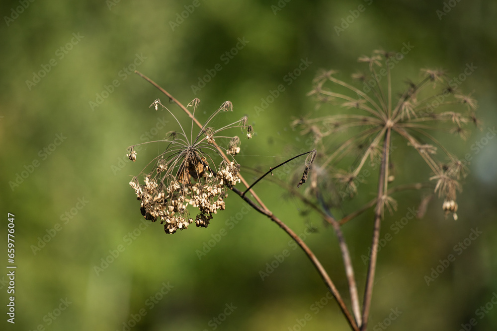 Nature, plants, landscape, summer nature. Nature, plants, landscape, summer nature.