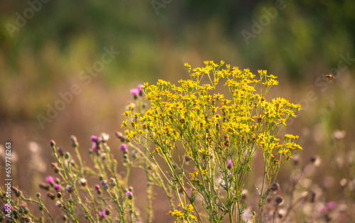 Nature  plants  landscape  summer nature.