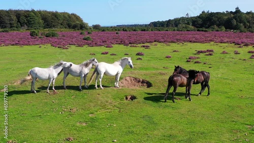 Wallpaper Mural Drone orbiting standing horses in the New Forest, Hampshire, UK, 4K Torontodigital.ca