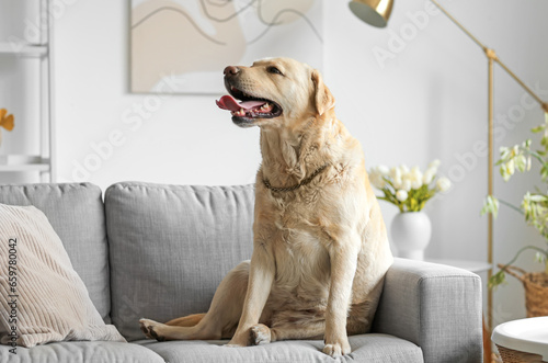 Cute Labrador dog sitting on grey sofa at home