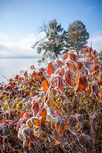 Green needles of Siberian pine covered with hoarfrost after the first autumn frosts and red rosehip leaves in the morning sun on the banks of the Irkutsk reservoir.