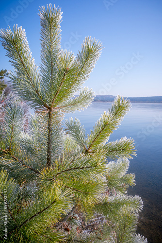 Green needles of Siberian pine covered with hoarfrost after the first autumn frosts in the morning sun on the banks of the Irkutsk reservoir.