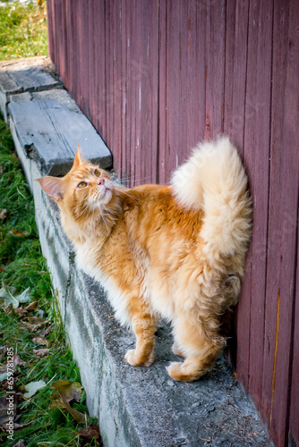A red fluffy cat arched his back against the wall of a wooden house.