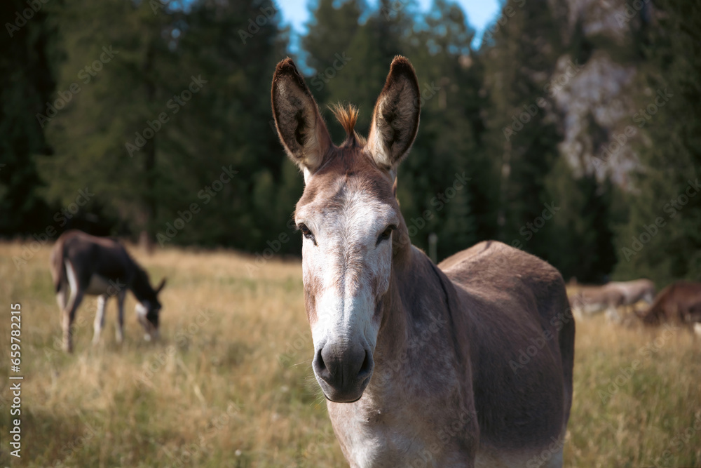 A donkey in the wonderful landscape of the Dolomites mountains, South Tyrol, Italy