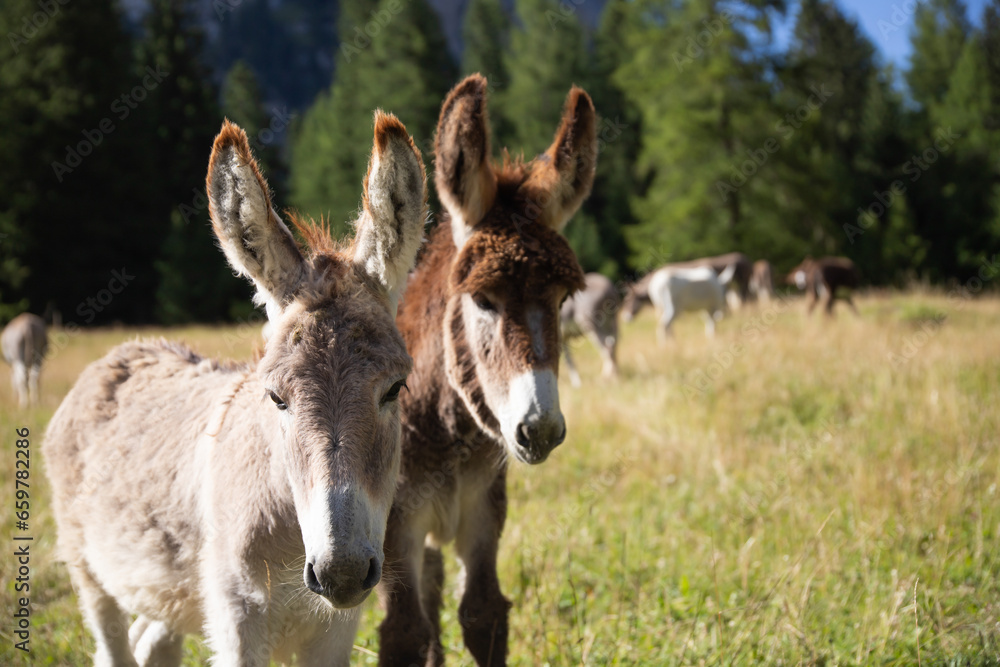 A donkey in the wonderful landscape of the Dolomites mountains, South Tyrol, Italy A donkey in the wonderful landscape of the Dolomites mountains, South Tyrol, Italy
