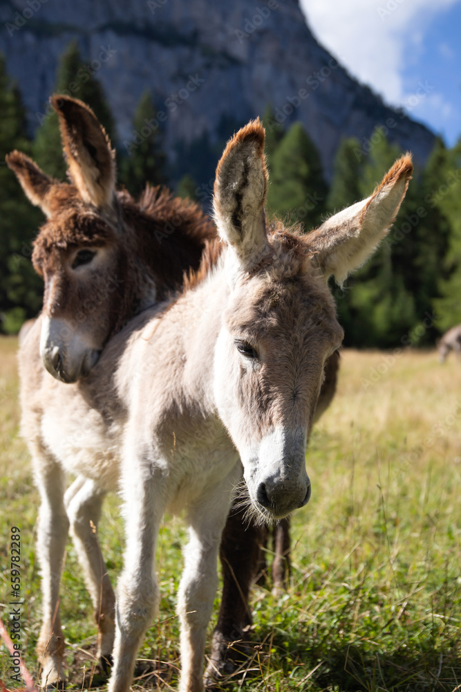 A donkey in the wonderful landscape of the Dolomites mountains, South Tyrol, Italy A donkey in the wonderful landscape of the Dolomites mountains, South Tyrol, Italy